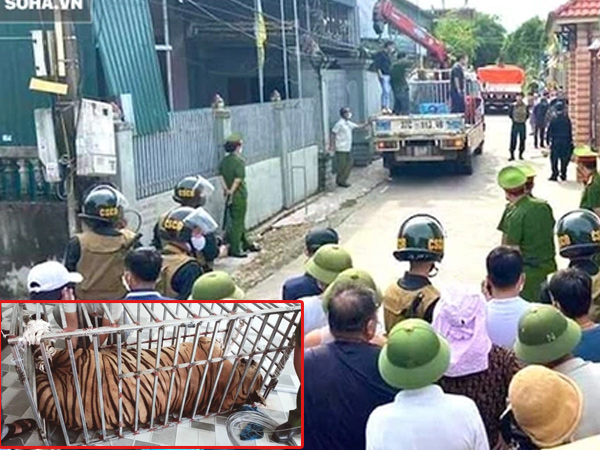Video: Cận cảnh chuồng trại nuôi nhốt 17 con hổ lớn vừa bị công an triệt phá