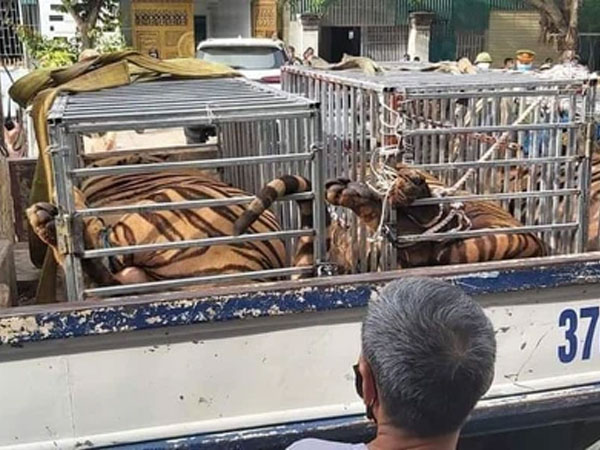 Phát hiện 16 con hổ trưởng thành được nuôi nhốt trong khu dân cư