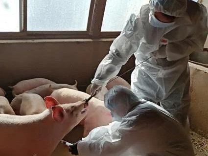 Trung Quốc xây khách sạn 13 tầng để… nuôi lợn
