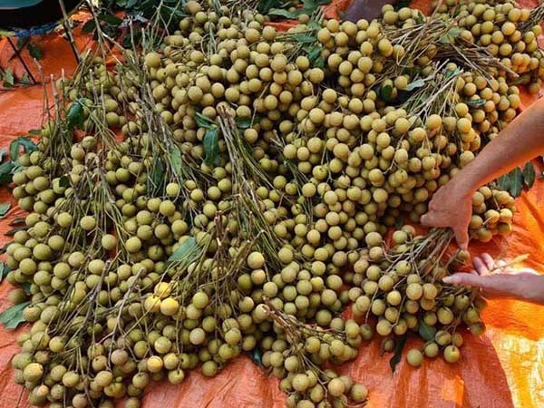 Đặc sản Sông Mã rớt giá, rẻ hơn rau vẫn vắng khách mua