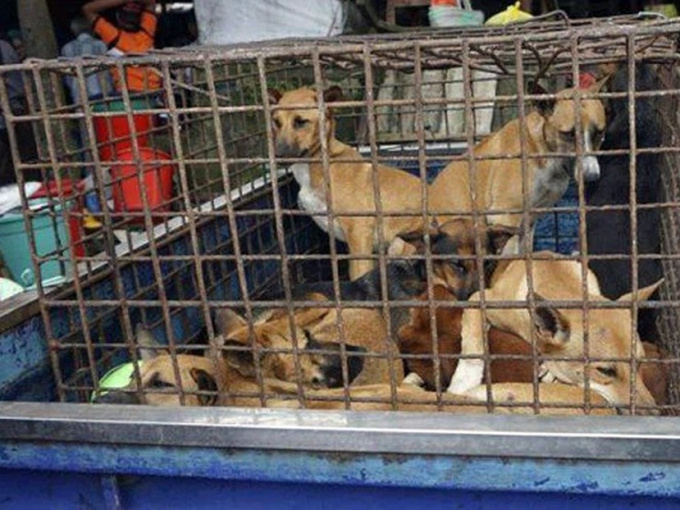 PGS.TS Trần Đắc Phu: 'Không nên hiểu ăn thịt chó, mèo có nguồn gốc từ miền Nam là có thể nhiễm Covid-19'