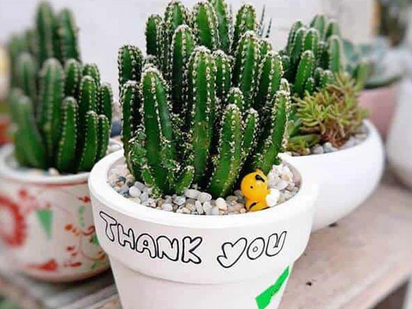4 loại cây phong thủy giúp gia chủ xua đuổi vận đen, đón may mắn trong tháng cô hồn
