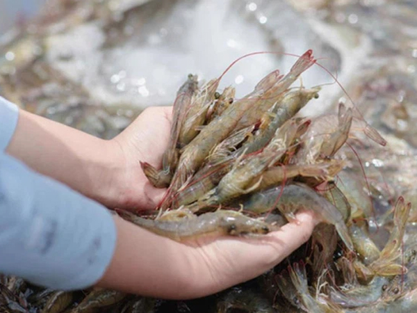 Người nuôi oằn mình vì giá tôm giảm mạnh, thức ăn lại tăng