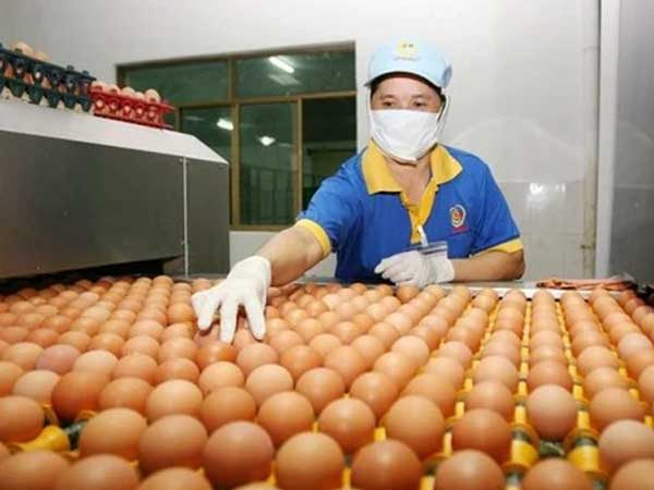Giá trứng gà dao động ở mức 1.600 - 2.100 đồng/quả