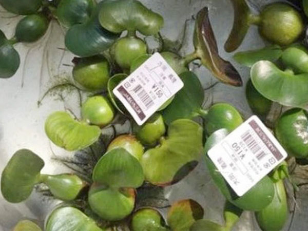 Cây bèo giá 90.000 đồng, hến 40.000 đồng/con - Những thứ 'rẻ như cho' ở Việt Nam, ở Nhật lại đắt đỏ
