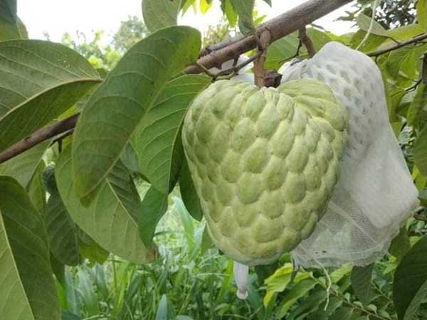 'Nữ hoàng' Lạng Sơn hút khách khi bán online giá chỉ 15.000 đồng/kg