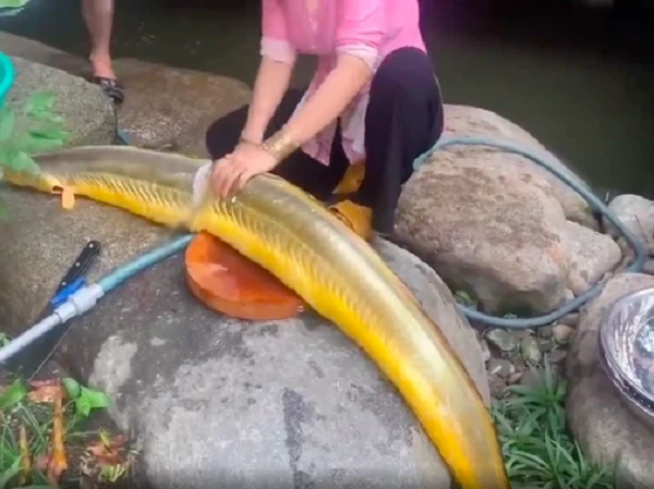 Dân mạng hốt hoảng khi thấy người phụ nữ làm thịt 'Cá Thần', là loài hiếm được định giá lên tới vài tỷ?