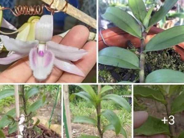 Lan đột biến 46 tỷ ở Điện Biên: Sự thật treo bờ rào, không ai mua