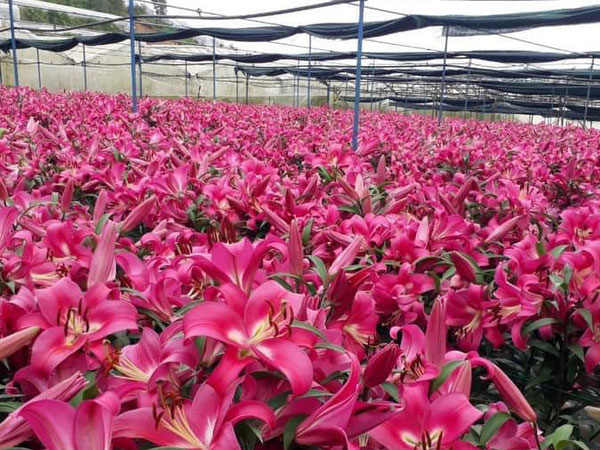 Nông dân trồng hoa Hà Nội 'muốn khóc' khi hoa tươi chưa đến 500 đồng/bông