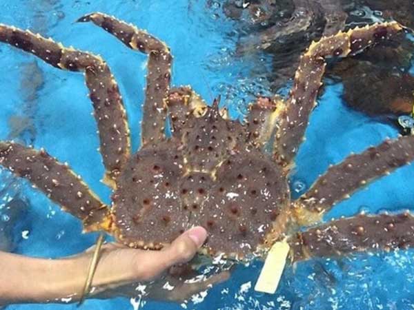 Dịch COVID-19, các nhà hàng đóng cửa, tôm hùm, cua hoàng đế, bào ngư ế chưa từng có, dù rất nhộn nhịp trên chợ mạng