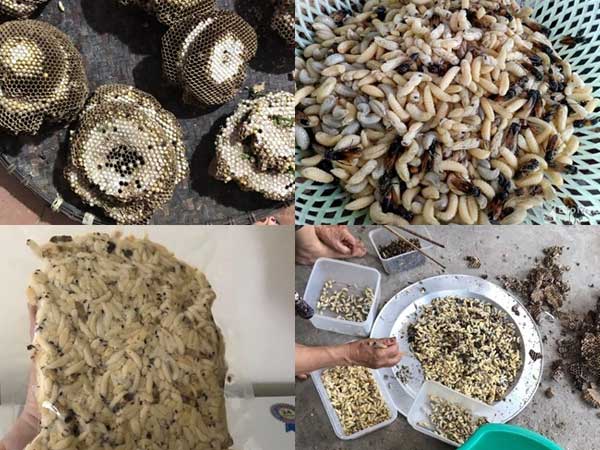 Ong vò vẽ kịch độc thành đặc sản: Một thời đắt khách thu 5 triệu/ngày