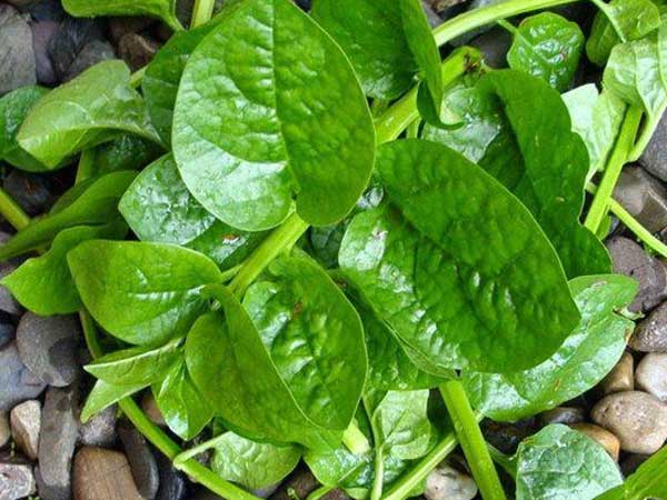 6 lưu ý nhất định phải tránh khi ăn rau mồng tơi để không gây hại sức khỏe