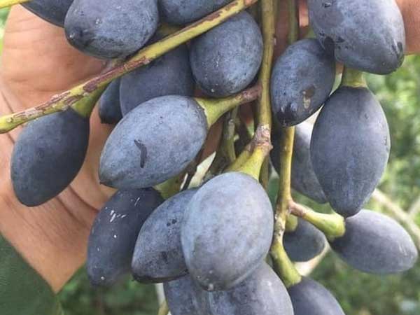 Trám nếp đen Cao Bằng vào mùa, giá rẻ chưa từng thấy