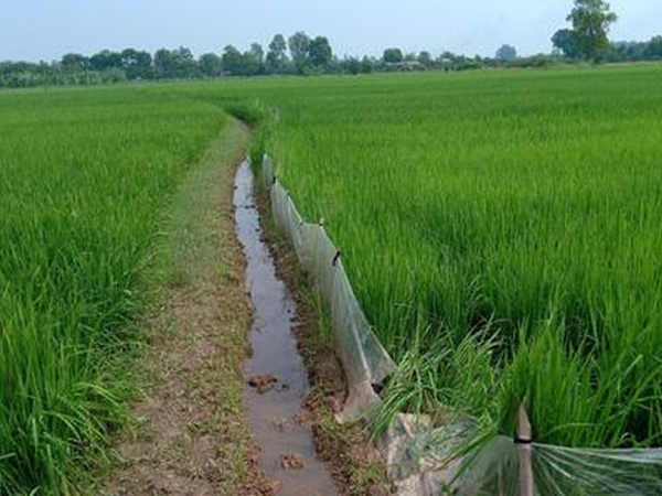 Cụ bà tử vong do ông hàng xóm căng bẫy điện