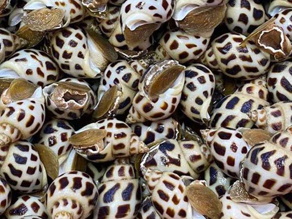 Ốc hương đại hạ giá mùa dịch, chỉ còn từ 170.000 đồng/kg