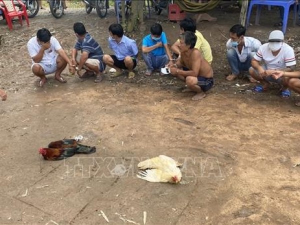 Tụ tập đá gà ăn tiền khi đang giãn cách xã hội