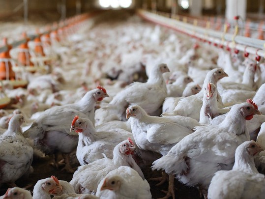 Giá gà tiếp tục xuống thấp kỷ lục trong lịch sử chăn nuôi, chỉ 6.000 đồng/kg vẫn không có người mua