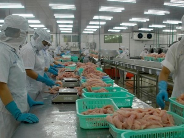 Hơn một nửa nhà máy cá tra phải đóng cửa