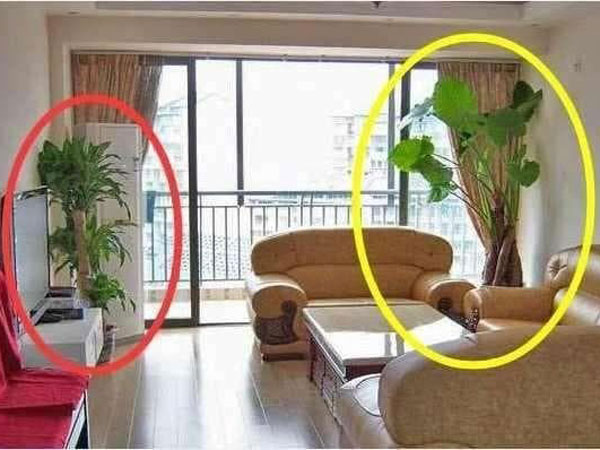 Những loại cây cảnh tuyệt đối không nên đặt trong nhà kẻo hao tài tốn của, tinh thần mỏi mệt