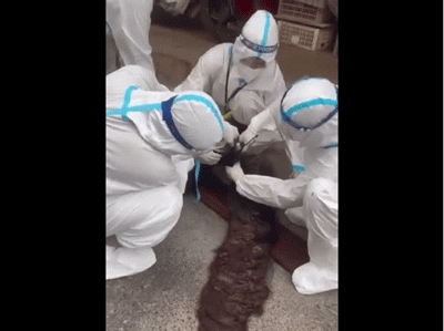 Clip: Cụ ông F0 ở Hà Nội có mái tóc kết dài cả mét khiến nhân viên y tế phải chật vật 'xử lý'