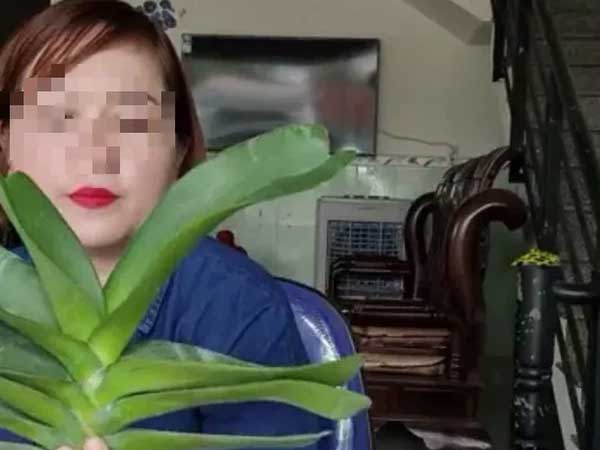 Bình Định: Một giáo viên livestream mua bán lan 26,5 tỉ đồng chưa đăng ký thuế