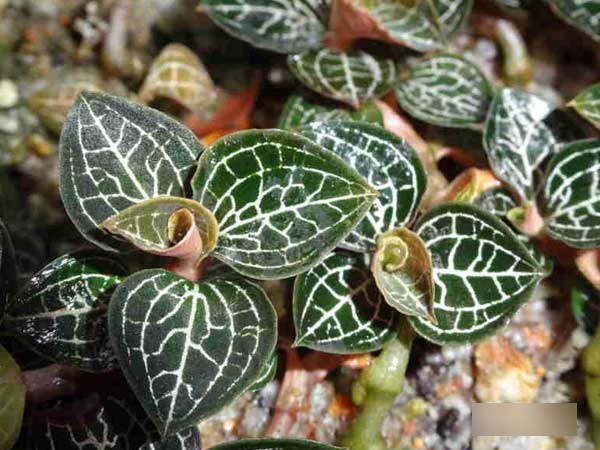 Sự thật về loại cỏ kim cương mọc hoang dại, đồn chữa ung thư, có giá lên tới 20 triệu đồng/kg