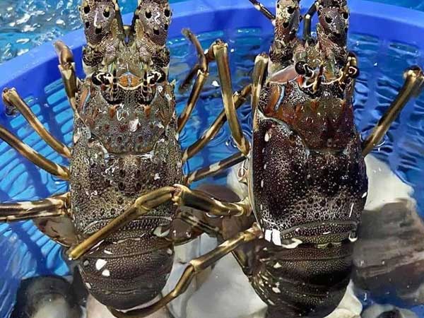 Giá tôm hùm xanh Phú Yên tăng cao sau nhiều năm mất mùa vì thiên tai, chợ mạng rao bán 680.000/kg