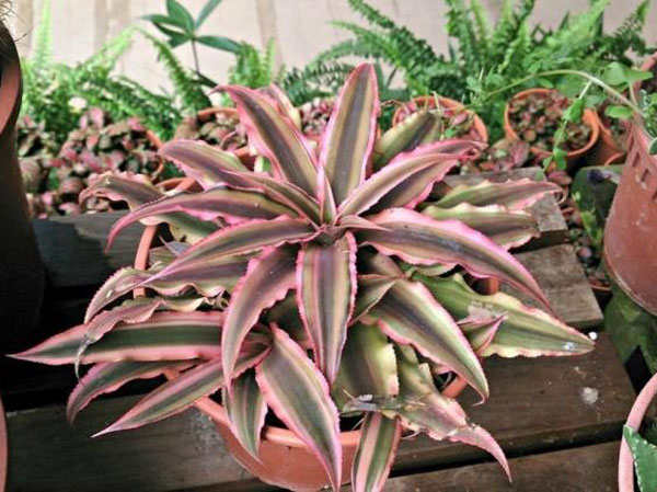 5 loại cây quen thuộc của nhà giàu, trồng ngay để việc làm ăn phất lên như diều gặp gió, tiền của thi nhau chảy vào