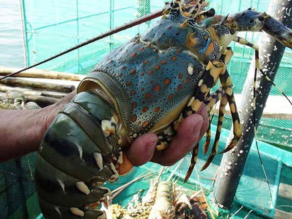 Cá lăng tiến vua, hàu sữa tẩm bổ... đặc sản rẻ chưa từng có
