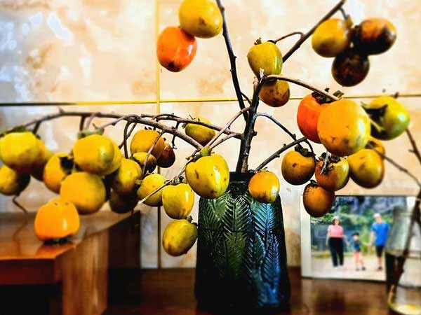 Rước cành hồng quả trên núi về nhà, ngồi chờ chín hái ăn dần