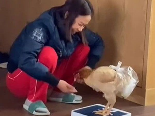 Cô gái kể chuyện mẹ ở nhà nuôi gà như nuôi thú cưng khiến cộng đồng mạng cười nghiêng ngả