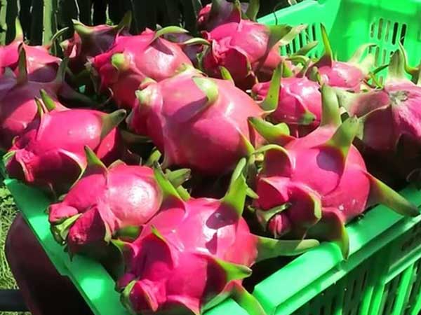 Phát hiện virus SARS-CoV-2 trên bao bì thanh long, Trung Quốc tạm dừng thông quan
