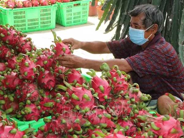 Chuyên gia nói về lý do khiến SARS-CoV-2 bám trên bao bì đựng quả thanh long