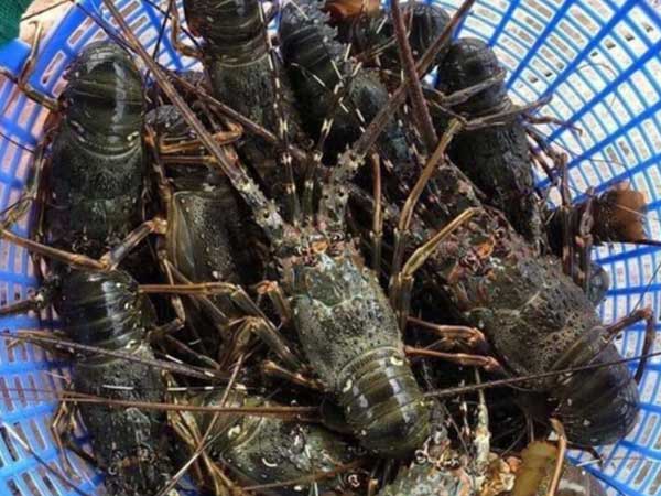 Hải sản rẻ chưa từng có, dân Hà Nội tranh thủ ăn sang