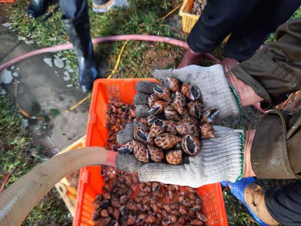 Đặc sản ốc hương ế ẩm, giá giảm quá nửa, rẻ chưa từng có
