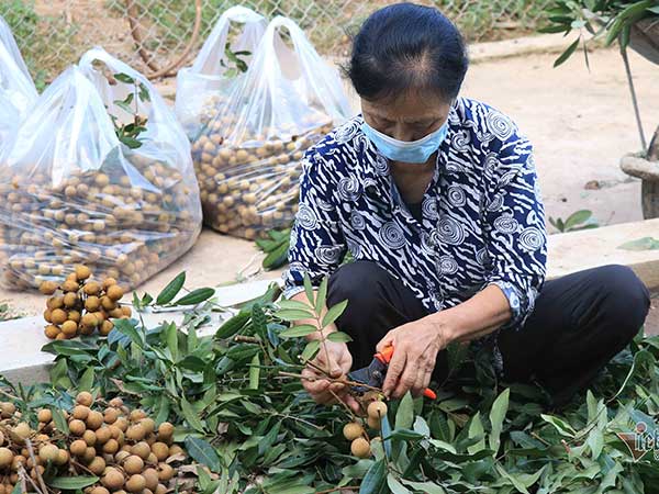 Chưa bao giờ buồn như năm nay: Nhãn Hưng Yên mất mùa, giá rẻ hơn rau