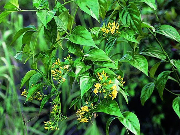 Hái lá ổi ăn để chữa đau bụng, nữ sinh lớp 7 ăn nhầm lá ngón tử vong thương tâm