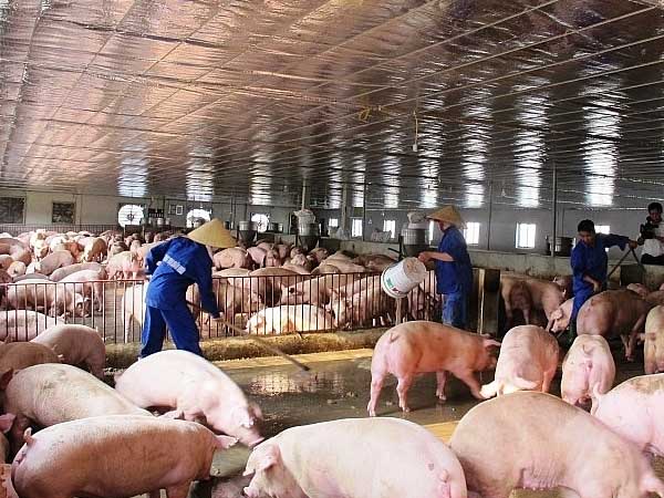 Giá thịt lợn lao dốc, chủ trại nuôi kêu trời vì lỗ tiền tỷ