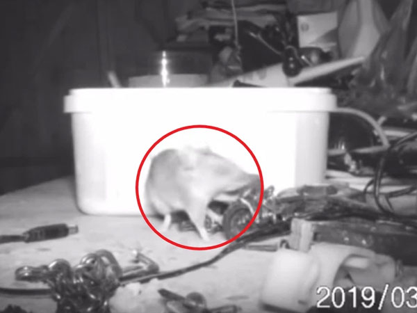 Nhà kho tối nào cũng được dọn dẹp gọn gàng khiến ông lão chột dạ, lắp camera xong thì không tin nổi vào mắt mình