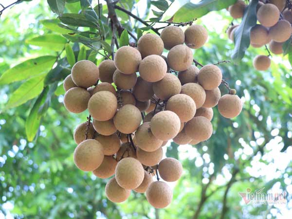 'Đặc sản tiến vua': Đi Tây không đủ chất, xuất Mỹ 1 lần rồi tạm dừng