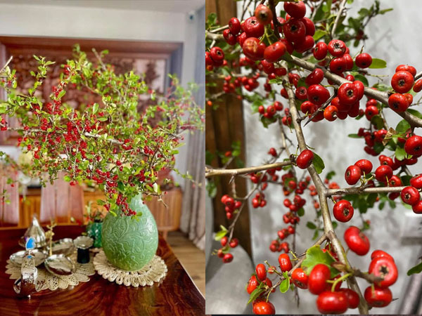 Rộ 'cơn sốt' cắm cherry rừng giá 150k được 5 cành lá và quả sai trĩu, ai cũng phải thốt lên: 'Rẻ mà đẹp'