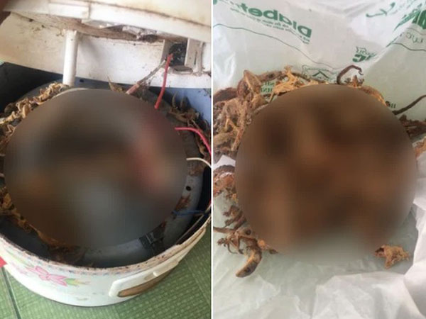 Sởn da gà trước cảnh tượng bên dưới nồi cơm điện dùng lâu năm: Nhà ai dùng nồi lâu mở ra kiểm tra ngay nhé!