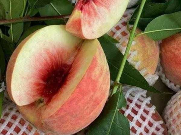 Loại quả 100% hàng Trung Quốc gây sốt, giá cao chót vót vẫn đắt hàng