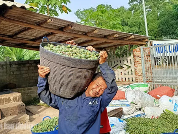 Thu mua cau bán cho Trung Quốc, kiếm hàng trăm triệu đồng mỗi vụ