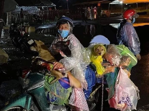 Hành trình về Cà Mau đầy đau lòng của 15 chú chó: Chính quyền địa phương xác nhận đã tiêu huỷ