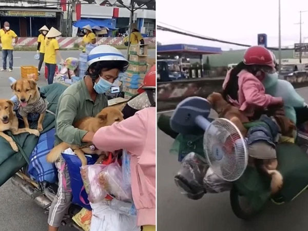 Đôi vợ chồng chở 15 con chó theo về quê bị tiêu hủy: 'Thương chúng như con, làm được 250k thì dành 100k mua thức ăn cho chúng'
