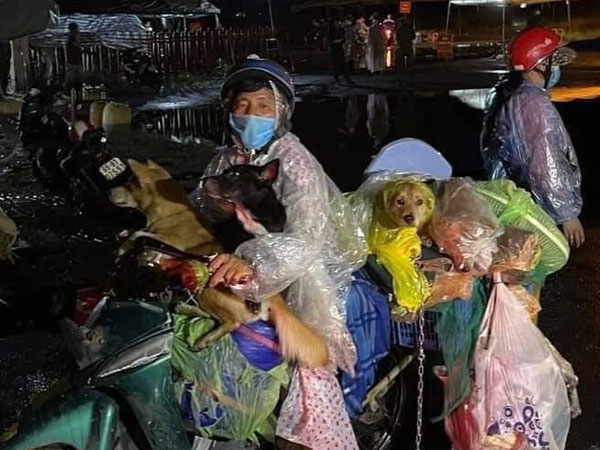 Cà Mau yêu cầu báo cáo vụ tiêu hủy 15 chú chó của cặp vợ chồng đi xe máy về quê tránh dịch