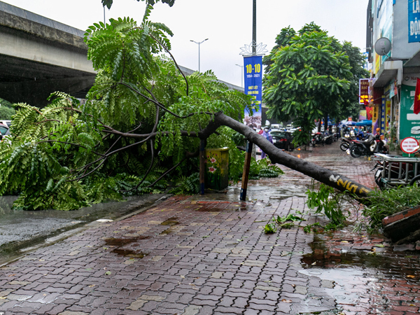 Cây xanh gãy đổ sau mưa lớn ở Hà Nội