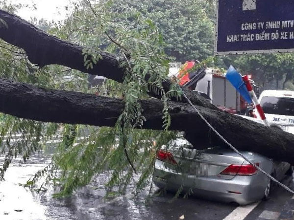Cây xanh bật gốc, đè bẹp xế hộp Camry ở Hà Nội