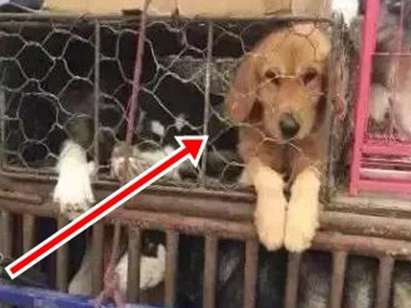 Bị chủ cũ bán đi vì quá nghịch ngợm, chú chó làm một hành động khi được giải cứu khiến ai cũng nhói lòng